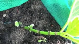 Nature's Christmas present to me