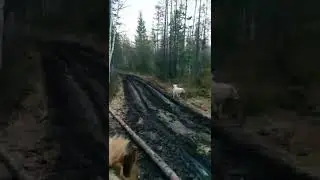 конная прогулка в лесу