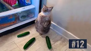 10 МИНУТ СМЕХА/СМЕШНЫЕ ЖИВОТНЫЕ 2020/ТЕСТ НА ПСИХИКУ/СМЕШНЫЕ КОТЫ СОБАКИ/ЛУЧШИЕ ПРИКОЛЫ С КОТАМИ#12
