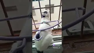 Как запретить коту вылазить в окно