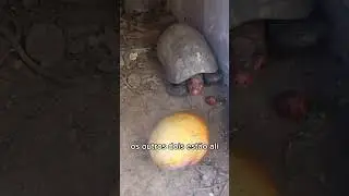 Será que ele vai comer a manga toda?🐢😮 #jabuti #animais #roçaminhapaixão