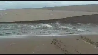 Горбуша заходит на нерест