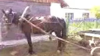 Horse stallion, у коня эрекция возникла philips761