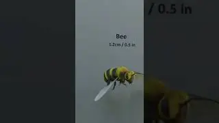 Animal Size Comparison | 3d Animation Comparison | Real Scale Comparison 