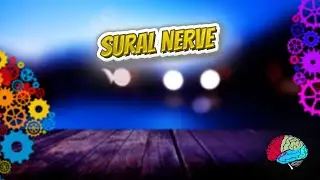 Sural nerve - Know It ALL 🔊✅