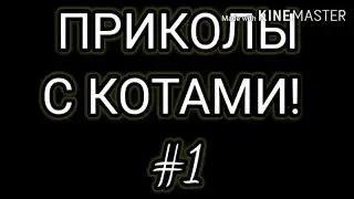 ПРИКОЛЫ С КОТАМИ УГАРНЫЕ КОШКИ  2020! Fryn | ЛУЧШИЕ  ПРИКОЛЫ 2020
