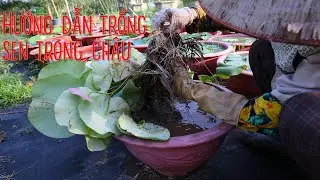 Hướng dẫn trồng hoa Sen trong chậu từ ngó cực kì đơn giản