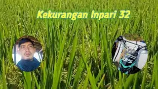 kekurangan padi inpari32