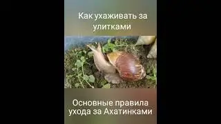Как выглядит улитка Ахатина. Как ухаживать за улитками. Чем питаются улитки.