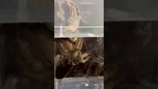 Вечно голодный Psalmopoeus Cambridgei #животные #природа #spider #паук #tarantula #паукптицеед