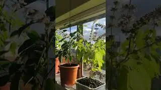 Relax And Grow Plants ☘️😄 🌞 / Chilli Peppers Cayenne, Sweet Basil, Orange Trees, Tomato (Scotland)