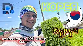 КОРЕЯДА ИШТӨӨ 1 серия талаада иштөө || бир күнгө 100$ берди ШОК