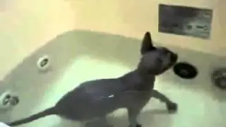 Приколы с котами  Котик Купается В Ванной   Прикол