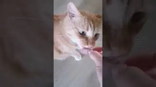 Кото-няня😺 #котовасенька