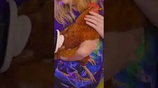 🚨BBC REVEAL🚨 BIG BROWN CHICKEN 🍗