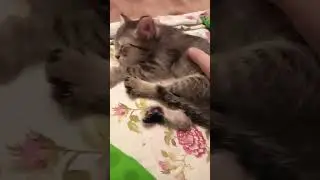 У нас появилась кошка
