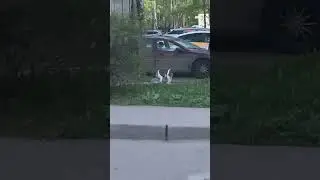 С другом за пивасиком