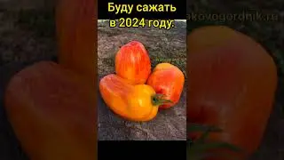 Буду сажать в 2024 году. Часть 2🍅🍅🍅 