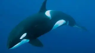 Whale Wit