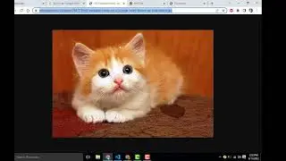 How To Insert an Image in HTML 5 Using VS Code? | ADD Image Element In HTML