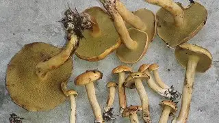 The goat mushroom (Suillus bovinus) is a 