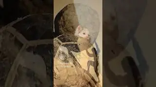 Sisyphus Cat