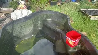 Easter weekend koi fry shenanigans