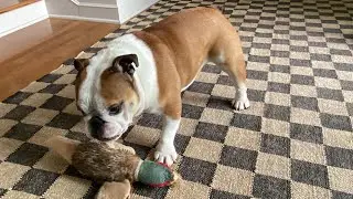 No WORDS, and knows what to do! bulldog