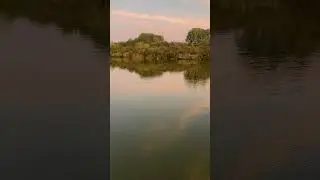 Morning Vibe for Fishers #fishing #carps #carpfish #carpfishing #carpy #fish #carp #hobby