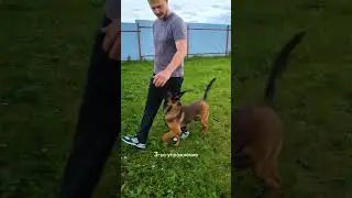 Как научить собаку команде Рядом