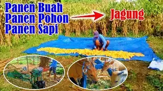 panen jagung dan limbah jagung untuk pakan ternak sapi