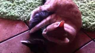 Nero contro Rosso