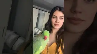 Говорящий ожереловый попугай Ричи красивый 