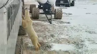 Polar Bear Journal, Nov. 3: bear on buggy!