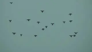 11/02/2019г. Белые.