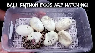 Cutting More Ball Python Eggs!