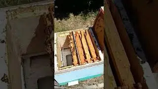 Первые плодные матки в этом сезоне!!