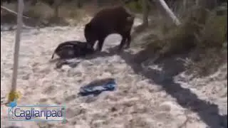 Cinghiale in spiaggia