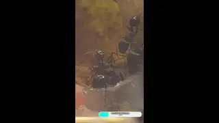 Кормим мурашей сверчками