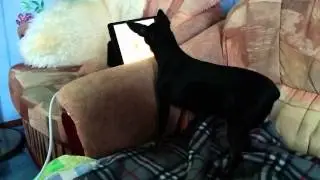 Дуся пытается кусать животных в ipad