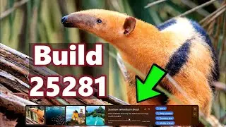 Windows 11 Build 25281 Update New spotlight, Graphics Also New Notepad Features (Dev Channel)