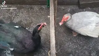 Наші мускусні селезні...