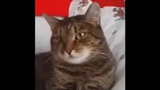 Разные сцены смешного  кота