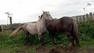 Кобыла опять не даёт покоя жеребцу