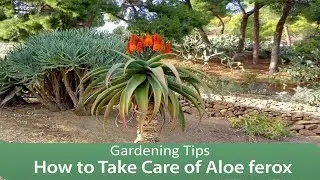 Aloe ferox Video