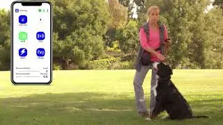 Teach your dog NO