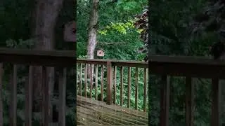 TREE HOUSE VIBE: GENTLE THUNDERSTORM on a warm Indiana evening...