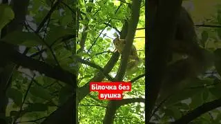 А ви бачили білочку без вушка? 