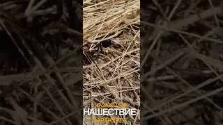 Нашествие каракурта 🕷🕷🕷 в Казахстане. #животные #казахстан #природа