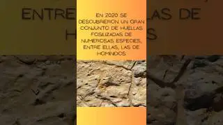 La contradiciente segunda investigación de las huellas fosilizadas de Matalascañas.